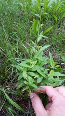 Puccinia hieracii