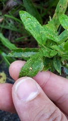 Puccinia hieracii