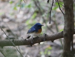 Cyornis rubeculoides