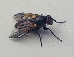 Paykullia maculata