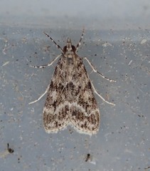 Eudonia lacustrata