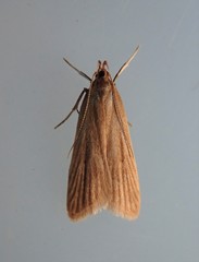 Helcystogramma rufescens