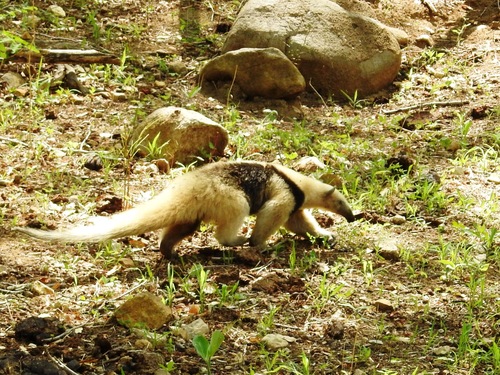 Northern Tamandua