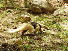 Northern Tamandua photo 5