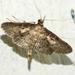 Epherema abyssalis - Photo no rights reserved, uploaded by lovelymon lamin