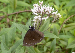 Euploea tulliolus koxinga