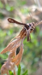 Microsphecia brosiformis