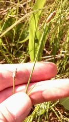 Eleocharis rostellata