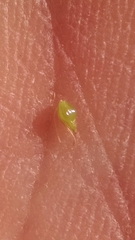 Eleocharis rostellata