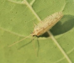 Hemerobius marginatus