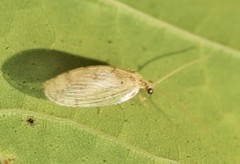 Hemerobius marginatus