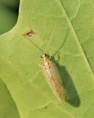 Hemerobius marginatus