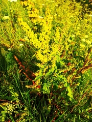Rumex crispus