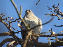 Accipiter ovampensis