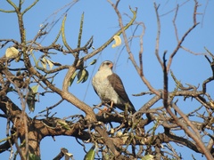 Accipiter ovampensis