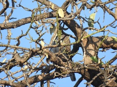 Accipiter ovampensis