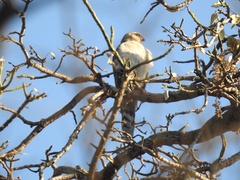 Accipiter ovampensis