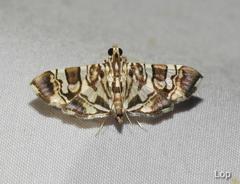 Chabula acamasalis