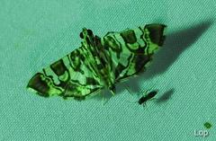 Chabula acamasalis