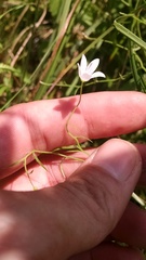 Campanula aparinoides