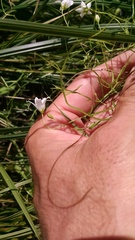 Campanula aparinoides