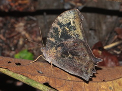 Melanitis leda