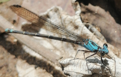 Argia funcki
