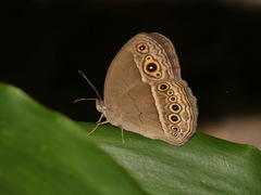 Mycalesis intermedia
