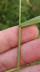 Dichanthelium boreale