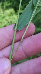 Dichanthelium boreale