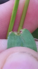 Dichanthelium boreale