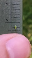 Dichanthelium boreale