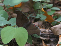 Dophla evelina