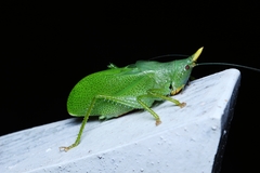 Copiphora brachyptera