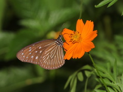 Euploea mulciber mulciber