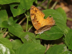 Vagrans sinha