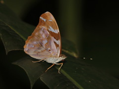 Herona marathus