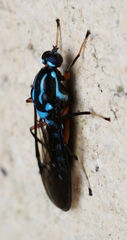 Raphiocera armata