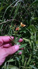 Hypericum swinkianum