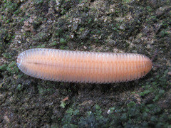 Polyzoniida