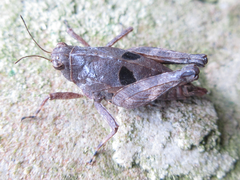 Formosatettix robustus