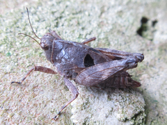 Formosatettix robustus