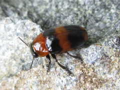 Physosmaragdina nigrifrons