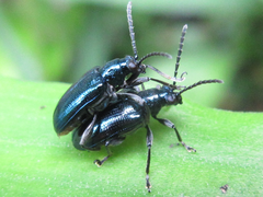 Lema concinnipennis