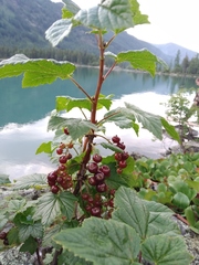 Ribes altissimum
