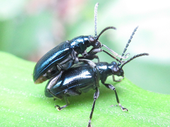 Lema concinnipennis