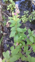 Spiraea tomentosa