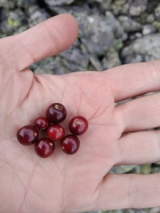 Ribes altissimum
