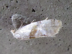 Cochylidia heydeniana