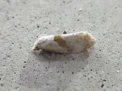Cochylidia heydeniana